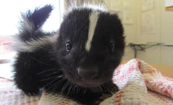 Baby Animalsさんのインスタグラム写真 - (Baby AnimalsInstagram)「Someone get me a baby skunk! 😍」9月21日 1時02分 - thebabyanimals