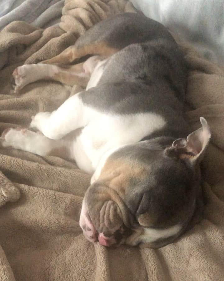 Bodhi & Butters & Bubbahのインスタグラム：「How can someone so small make so much noise? 🤔  . . . . . #sunday #snuggles #mylove #so #small #snore #baby #weekend #sleep #bulldog #puppy #love #cute #boy #dog #mom #life #weekendvibes #bestoftheday #smile」