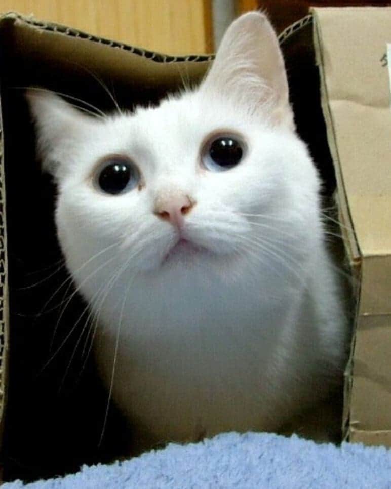 のインスタグラム：「Internet’s Famous Long Cat Dies At Age 18  miyabi_2222  TW  #meowed #longcat #2020 #RIP」