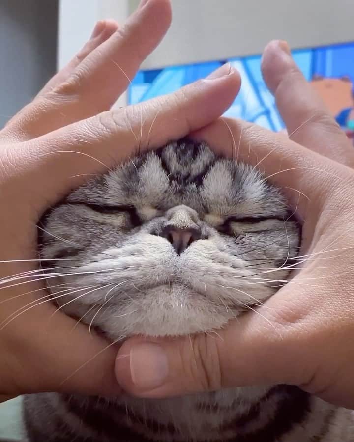 Shishi-maruのインスタグラム：「🐱Good night:) 🐱グンナイ(昔流行った？逆再生) ーーーーーーーーーーーーー 🌺「渋ネコ ししまるさん」ねこのきもちWEB MAGAZINE にて毎週金曜日エッセイの連載中 ーーーーーーーーーーー 📕「ぷっちねこ。」「3匹のちいさな猫を召喚できたなら」「ちいさな猫を召喚できたなら」徳間書店より単行本発売中 ーーーーーーーーーーー ⭐︎ねこ漫画→@tacos_cat 🌺Twitter →@taco_emonemon ーーーーーーーーーーー」
