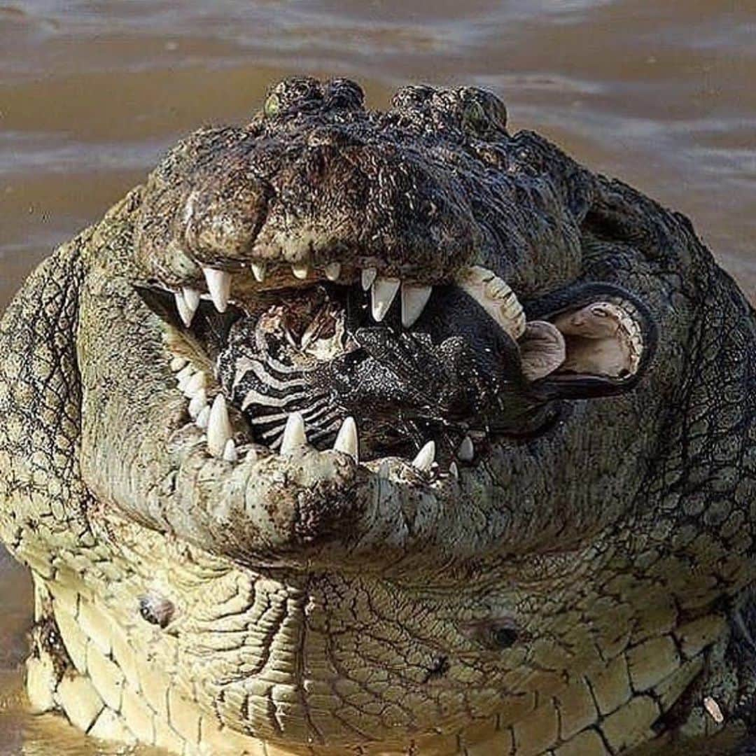 WildLifeさんのインスタグラム写真 - (WildLifeInstagram)「@discovercrocodiles 🐊Croc's jaws clamp down on a zebra's head 📸 𝗖𝗿𝗲𝗱𝗶𝘁 : Subramanian Sridharan / repost from @wildlifeclips  #wildlifephotos #wildlifetrust #wildlife_shots #splendid_animals #wildliferefuge #wildlifeofinstagram #wildlifeonearth #wu_africa #planet_of_animals #wildlifeartist #wildlifefestival #animalelite #wildlife_seekers #natgeowild #wildlifeart #wildlifetour #wildlifeofindia #wildlifewednesday #wildlifesanctuary #wildlifeseekers #wildlife #wildlifeindia」9月21日 3時11分 - wildlifepage