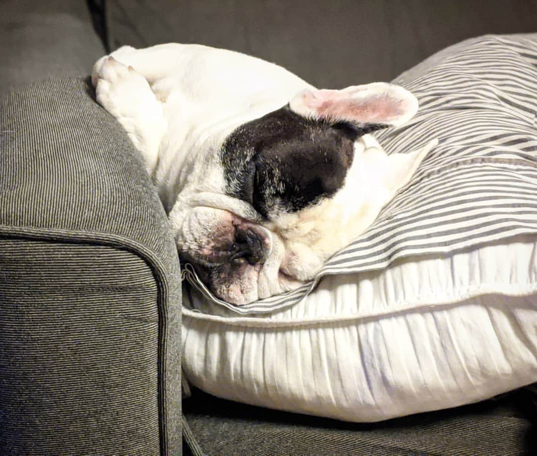 Manny The Frenchieさんのインスタグラム写真 - (Manny The FrenchieInstagram)「Woke up, had breakfast, and straight to the couch! 💤 #Sunday」9月21日 3時14分 - manny_the_frenchie