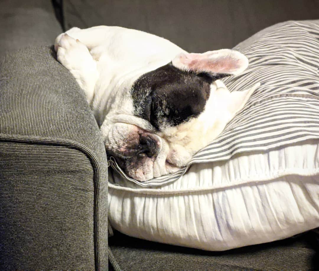 Manny The Frenchieのインスタグラム：「Woke up, had breakfast, and straight to the couch! 💤 #Sunday」