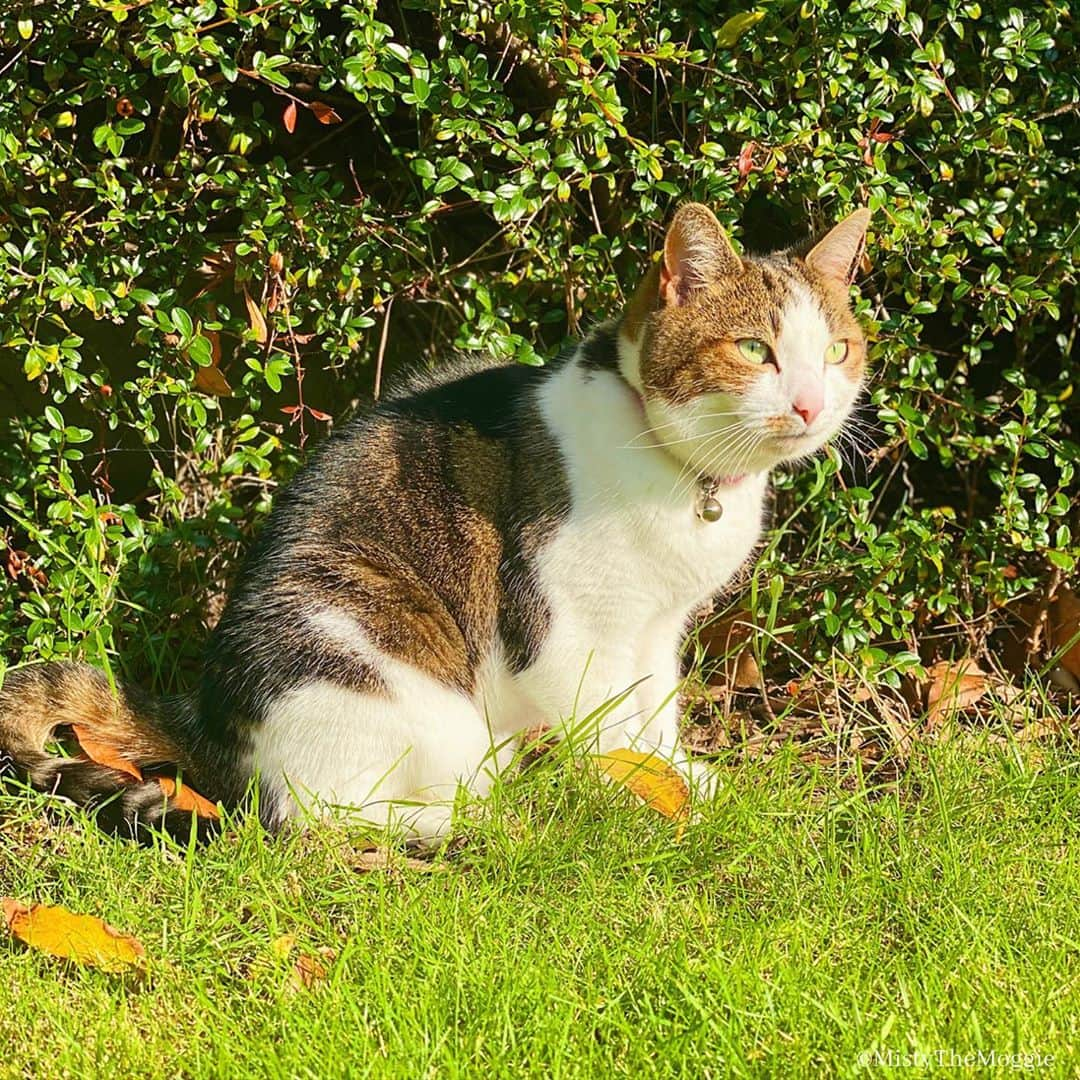 Misty The Moggieさんのインスタグラム写真 - (Misty The MoggieInstagram)「Enjoying some garden time whilst it’s warm! 😎 • • • #humpday 🐪 #animal #animaladdicts #pet #petstagram #photooftheday #meow #neko #weeklyfluff #topcatphoto #YourDailyPets #instacat #instagood #INSTACAT_MEOWS #excellent_cats #excellent_kittens #kittensofinstagram #Fun_Pet_love_Club #chat #cutecats #catstagram #cat_features #catsofinstagram #猫 #ねこ #cutepetclub #staysafe」9月21日 3時19分 - mistythemoggie