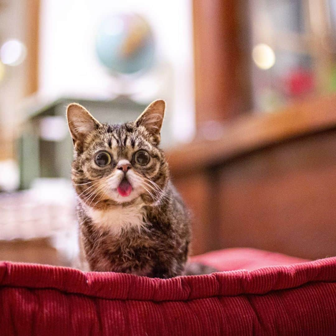 Lil BUBさんのインスタグラム写真 - (Lil BUBInstagram)「This photo shows both how very lil BUB was and how full of wonder she was. #lilbub #bubforever #bestjobbub #scienceandmagic」9月21日 3時16分 - iamlilbub