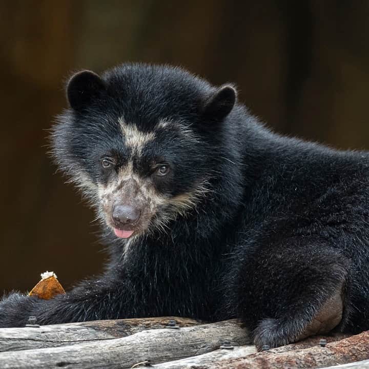 San Diego Zooさんのインスタグラム写真 - (San Diego ZooInstagram)「Please enjoy this beary cute #blep」9月21日 4時00分 - sandiegozoo