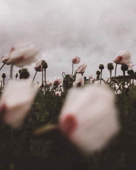 レベッカテイラーのインスタグラム：「Transitioning to cooler tones, via @theslowtraveler」