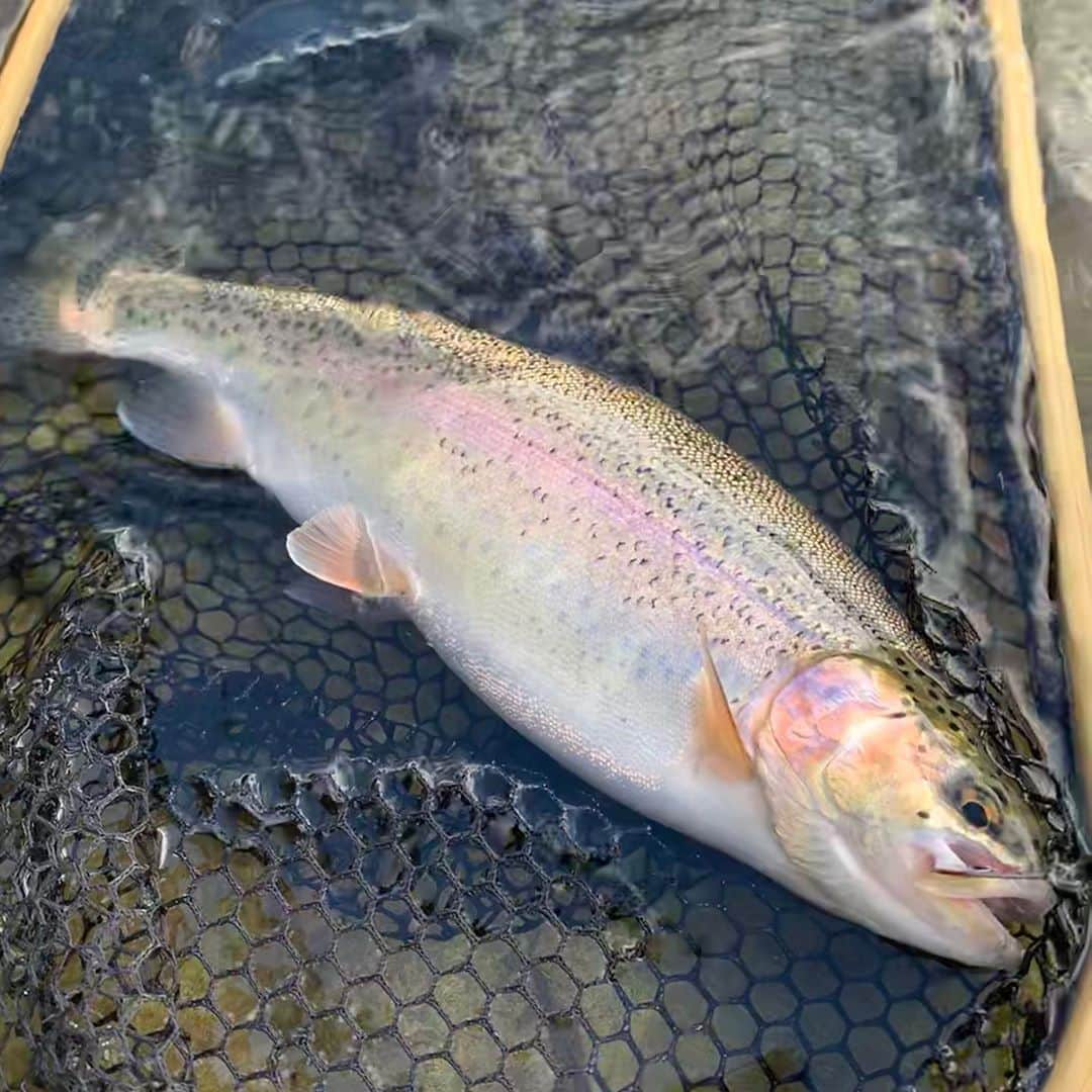 阿部晋也さんのインスタグラム写真 - (阿部晋也Instagram)「今日はオフ。@chinami1991 と釣りへ🎣 綺麗なニジマスと遊べました。 やっぱり自然はいいな〜笑  #釣り #ルアーフィッシング  #ニジマス #rainbowtrout #釣り玄人風写真 #雰囲気はカッコいいけど #ロストルアー多数笑 #また行こうね #北海道 #オホーツク」9月21日 15時15分 - shinyabe106