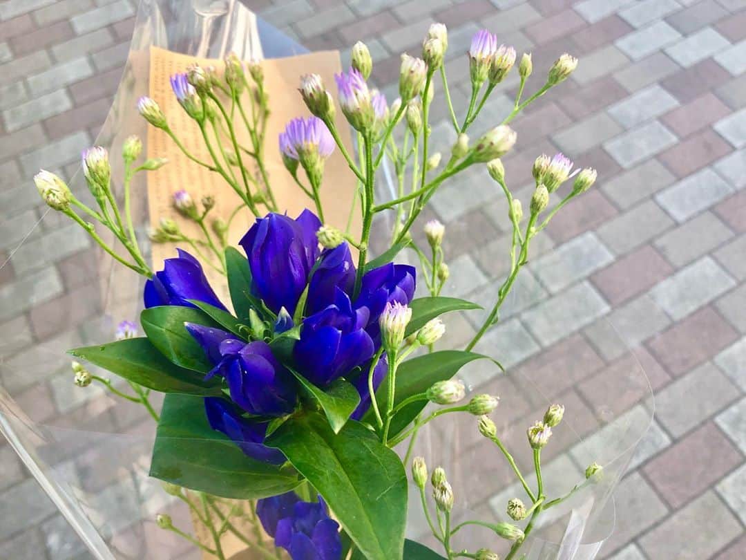 益田恵梨菜さんのインスタグラム写真 - (益田恵梨菜Instagram)「. 今日お花を変えたけど、前回の菊 2週間以上綺麗に咲いてくれたよ . 今日は敬老の日だから おじいちゃんおばあちゃんをイメージして リンドウにしてみたよ リンドウと一緒に少しシオンも𓂃 𓈒𓏸 ひぃ、綺麗....... . おじいちゃんと電話の中で 「元気にしとるー？」って聞いたら 「そいはのっちのセリフぞー！」って . おばあちゃんとの電話では 「風邪ひかんごとせんばよー」って 話終わって「またねー」ってお互い言い終わったのに 切る前に「あー、嬉しかった」って . はぁ、愛おしい . おじいちゃんもおばあちゃんも 「今どこおると！？」って 佐賀に帰ってきてると思ってたみたい(笑) いつも帰省を楽しみにしてくれてるのも ほんっとに嬉しいなぁ . はぁ、ほんとに大好き . #声が聞けて幸せな日 #いつも電話しながら泣きそうになる #必死に耐えてる #笑」9月21日 15時28分 - erina_msd