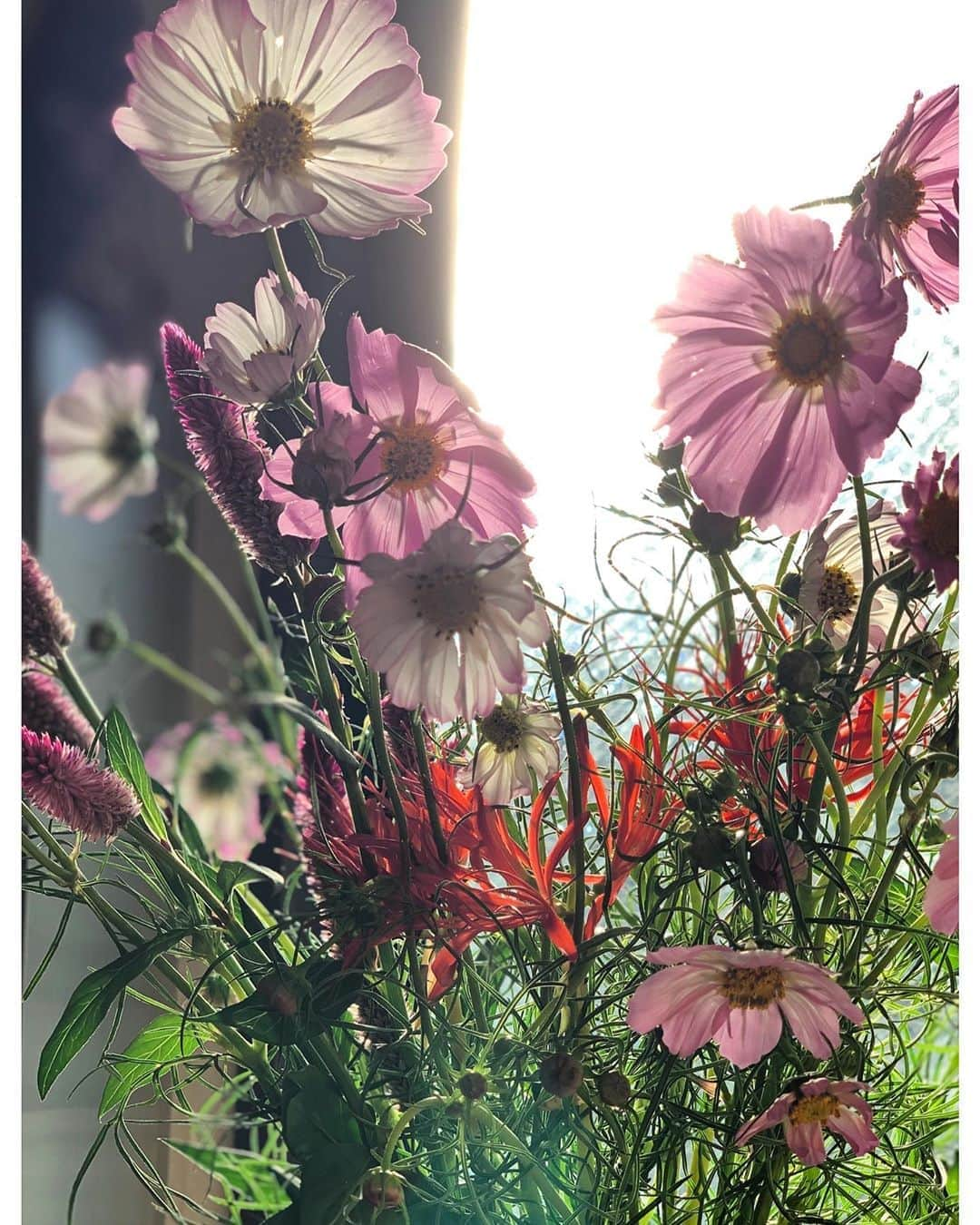 白幡啓さんのインスタグラム写真 - (白幡啓Instagram)「お彼岸  秋桜の時期は短くて、、 今年は素敵な秋桜を飾れます。」9月21日 15時59分 - 1030kei