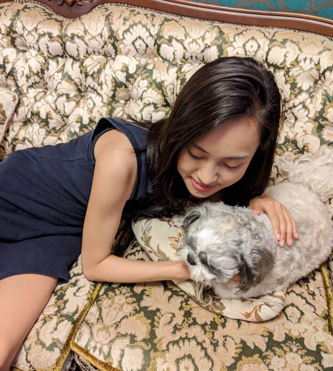 のインスタグラム：「実家の愛犬まる🐶  #シーズー　#shitzu」