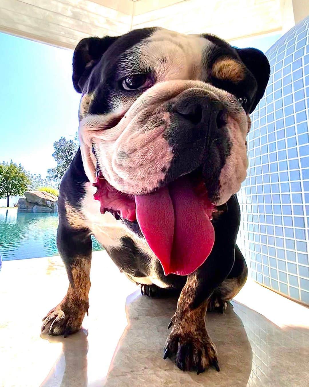 ケアリー・ハートさんのインスタグラム写真 - (ケアリー・ハートInstagram)「The worlds worst watch dog keeping an eye on us at the pool today. Have a great Sunday, everyone. #LuaTheBullDog」9月21日 7時32分 - hartluck
