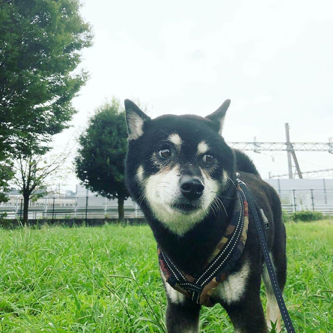 小川博永さんのインスタグラム写真 - (小川博永Instagram)「今朝はまた一段と涼しい。  #今朝まる #ししまる #dog #dogs #柴犬 #黒柴」9月21日 7時35分 - ogawahironaga