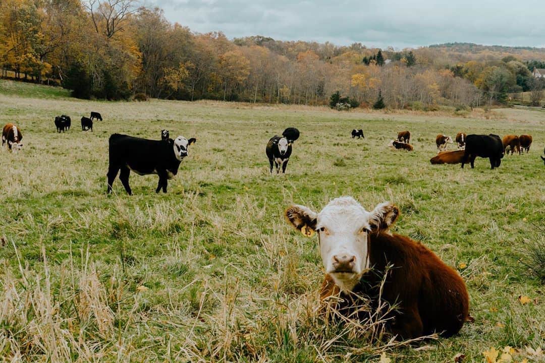 サムエデルマンのインスタグラム：「Inspiration for the Pre Fall Collection, photographed by Libby Edelman.   View our story for a look into the FIRE element.   #SamEdelman #PreFall2020 #ForcesOfNature」