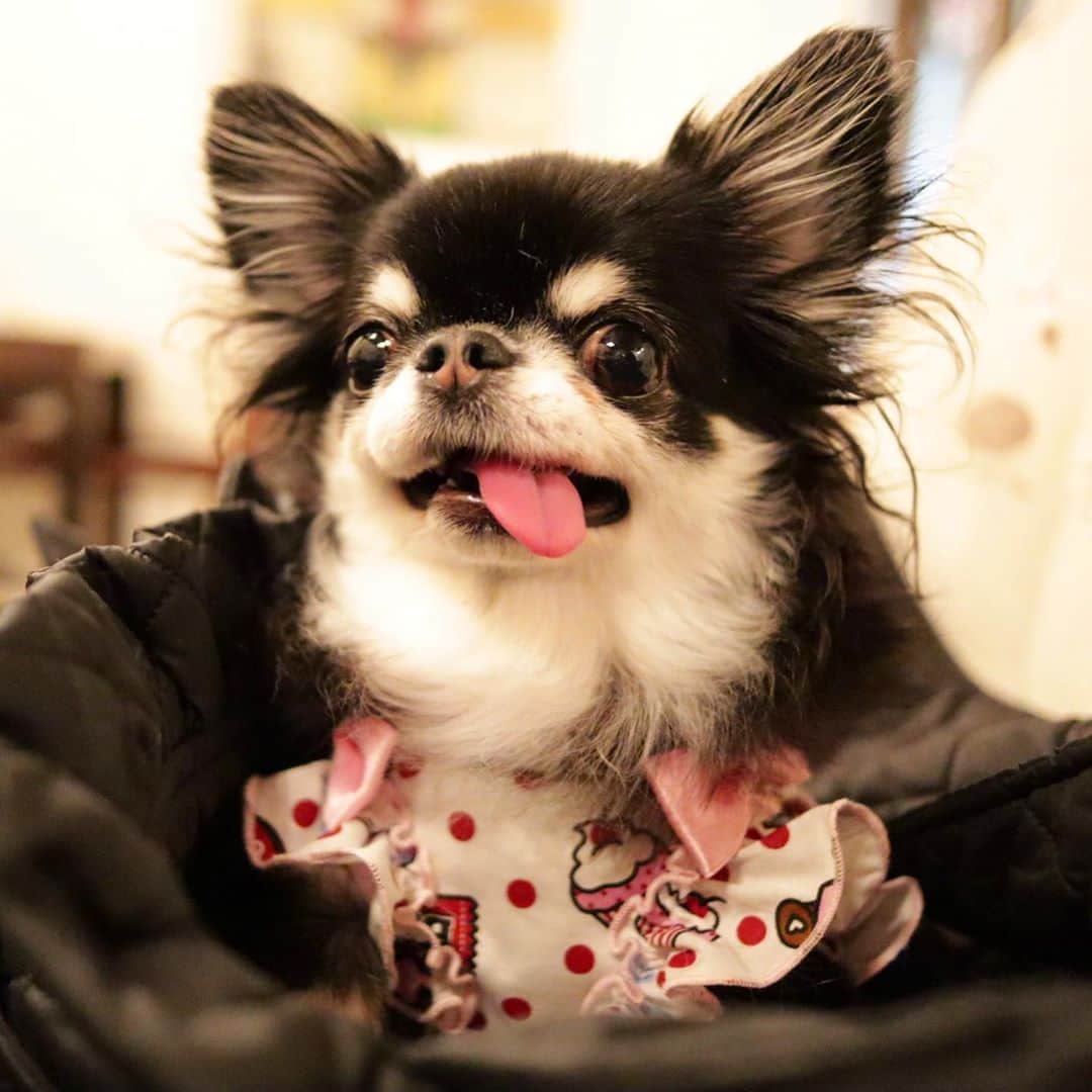 kayoのインスタグラム：「* * * めろめろ ウマウマ目の前にすると いいお顔するよねー😂 * * さすが食いしん坊😋✨ * * Melon💗 * * #chihuahua#chihuahualove#dogstgram#dog#instadog#チワワ#チワワ大好き#チワワのいる暮らし * * *」