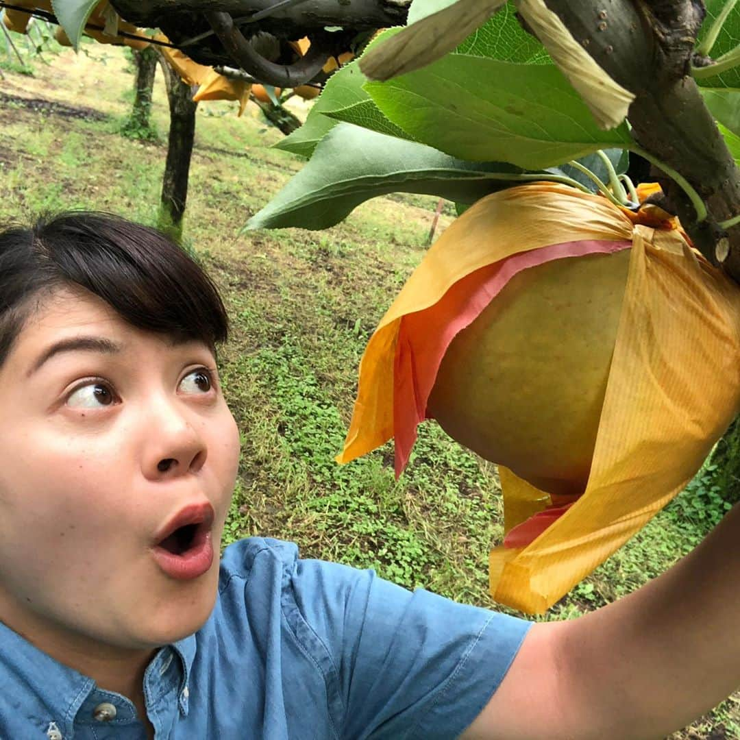 能登瑶子のインスタグラム：「今回の秋の味覚は…梨🍐✨  昨夜の「秋の交通安全特番」ご覧頂きありがとうございました！ 見逃してしまったという皆さん、 24日(木)午後3時半〜再放送しますのでチェックしてみてください(´∀｀)  さて、先日JAみどりの風ではぶどうをご紹介しましたが、21日夜9時〜の放送は梨🍐 どちらも秋の味覚としてこの時期食べたくなるフルーツですよね( ^ω^ ) 写真1枚目は梨は、梨でも「ジャンボ梨」という冬から春にかけて旬を迎える物！(^^) 大きさに驚きました‼️ 番組ではシャリシャリの梨を試食させてもらったり、簡単にできる梨料理も紹介してますので、ぜひご覧ください(￣▽￣)  #JA#みどりの風#梨#ジャンボ#秋の味覚#おいしい#簡単レシピ#紹介#食いしん坊#群馬テレビ#gtv#アナウンサー」