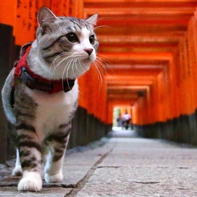 Nyankichi Noranekoさんのインスタグラム写真 - (Nyankichi NoranekoInstagram)「ここが訪日外国人に人気No. 1の伏見稲荷大社にゃり😸  這裏就是最受外國遊客歡迎的日本觀光景點，伏見稻荷大社喵哩😸  Here is the most popular attraction in Japan for foreign tourists, Fushimi Inari Taisha (Shrine) meow😸  #猫 #cat #고양이 #แมว #貓 #кошка #wats #chat #ニャンスタグラム #gato #catsofinstagram #ねこ部 #旅猫 #cats #aso #japan #猫写真 #ねこ #seekor #ネコ #kitty #catlover #パトロール #kucing #kucinglucu #伏見稲荷大社 #京都 #kyoto」9月21日 8時33分 - noraneko_nyankichi