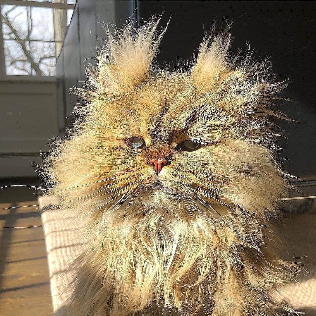 Cute Pets Dogs Catsさんのインスタグラム写真 - (Cute Pets Dogs CatsInstagram)「Unique 😍😻 📩 Submit your cat's photo to our contest email to be featured💕 ⠀⠀⠀⠀⠀⠀⠀⠀⠀ Notification ON 💙 #kittens_of_world and follow us to be featured 😸 From: @barnaby_persian  #kitty #cats #kitten #kittens #kedi #katze #แมว #猫 #ねこ #ネコ #貓 #고양이 #Кот #котэ #котик #кошка #cat #cats #catofinstagram #catoftheday #catlover #catsagram #catlovers #cat_features #catlady #catlife #catlove #catsgram #cutecat」9月21日 8時59分 - dailycatclub