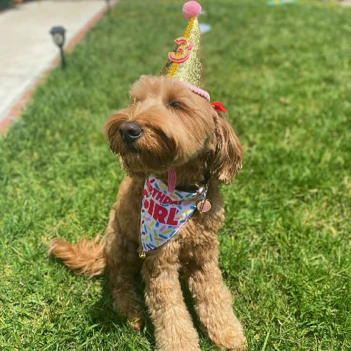 ジェシカ・アシュリーさんのインスタグラム写真 - (ジェシカ・アシュリーInstagram)「@princessbelladoodle has a birthday! 🎂🎂🎂」9月21日 8時58分 - missjessicaash