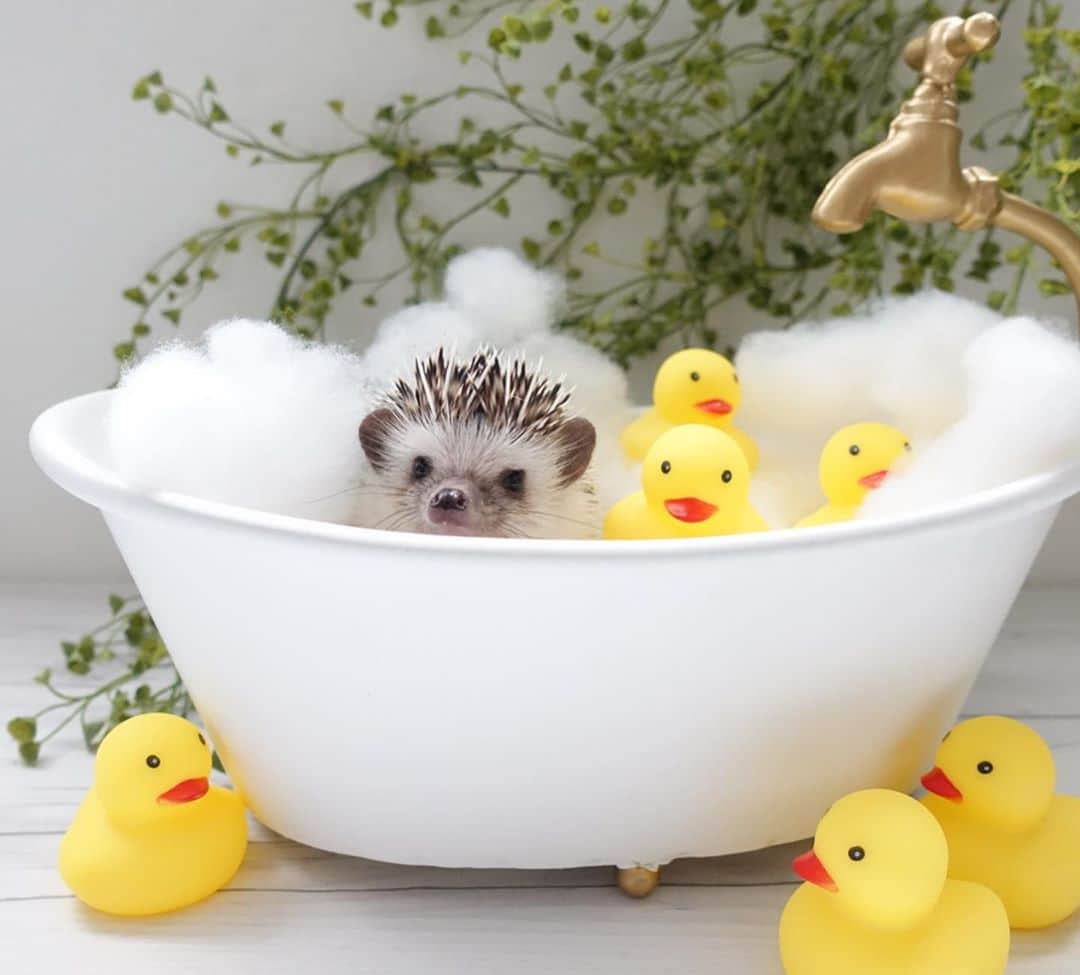 ラド&ティンクさんのインスタグラム写真 - (ラド&ティンクInstagram)「Bath time🛁 Let's count down from ten.  model ： Liam  お風呂が楽しくなる季節だよね。 ちゃんと身体が温まるようにみんなで10数えてからね！  #リアム #はりねずみのリアム #はりねずみ #ハリネズミ #針鼠 #ヨツユビハリネズミ #ヘッジホッグ  #ペット #ふわもこ部 #モフモフ #hedgehog #pygmyhedgehog #lovelypet #cuteanimals #hedgehogfamily #hedgie #Hérisson #igel#riccio #Erizo #고슴도치 #刺猬 #pecotv」9月21日 9時03分 - rado_pompon
