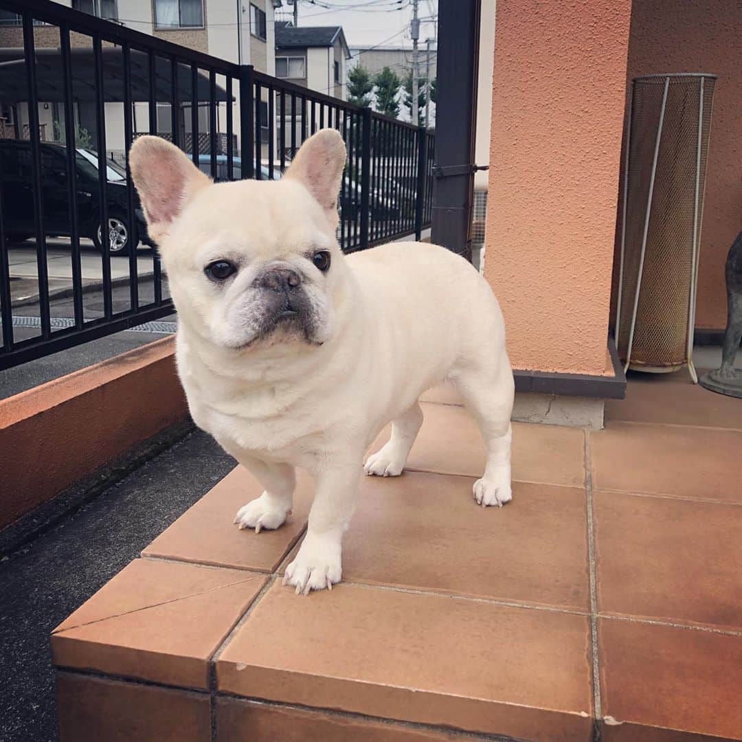 タニム（マーブル母）のインスタグラム：「* 今朝のマーブル🐷💕 過ごし易い季節になりました🍂 * Good morning❤️ It was the season that marble was easy to spend🍁 * #朝からパトロール🚨 #真剣マーちゃん #私のアモーレ🐷❤️」