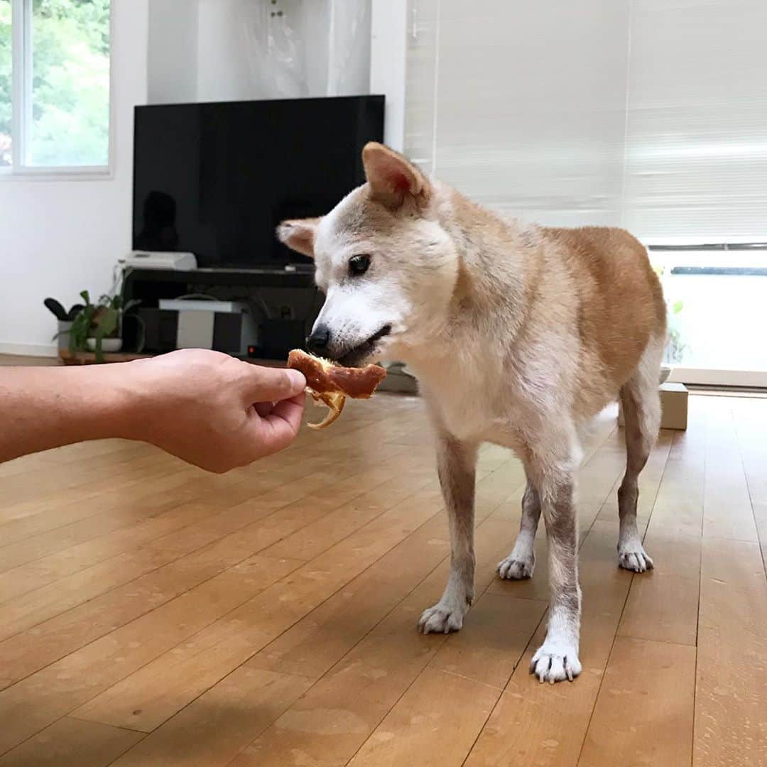 柴犬リリコのインスタグラム：「リリコさんはリッチなパンがお好き🥐🐶💕  #朝ごパン #ブリオッシュ #breakfast」