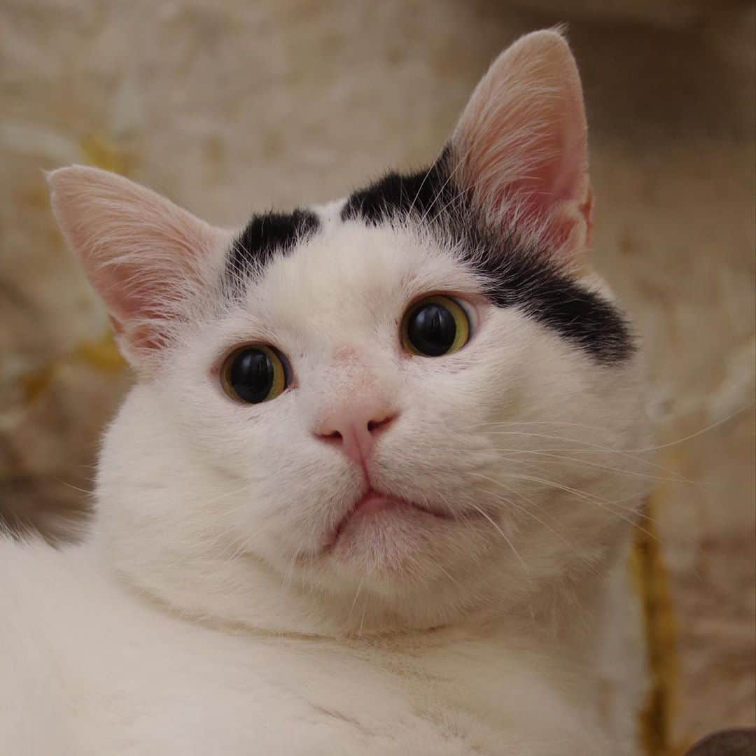 Kachimo Yoshimatsuさんのインスタグラム写真 - (Kachimo YoshimatsuInstagram)「一つ前のナナクロの写真が 外で傷だらけのいかつい顔だったので 乙女顔を。 別猫！  #うちの猫ら #nanakuro #ナナクロ #猫 #ねこ #cat #ネコ #catstagram #ネコ部 http://kachimo.exblog.jp」9月21日 9時29分 - kachimo