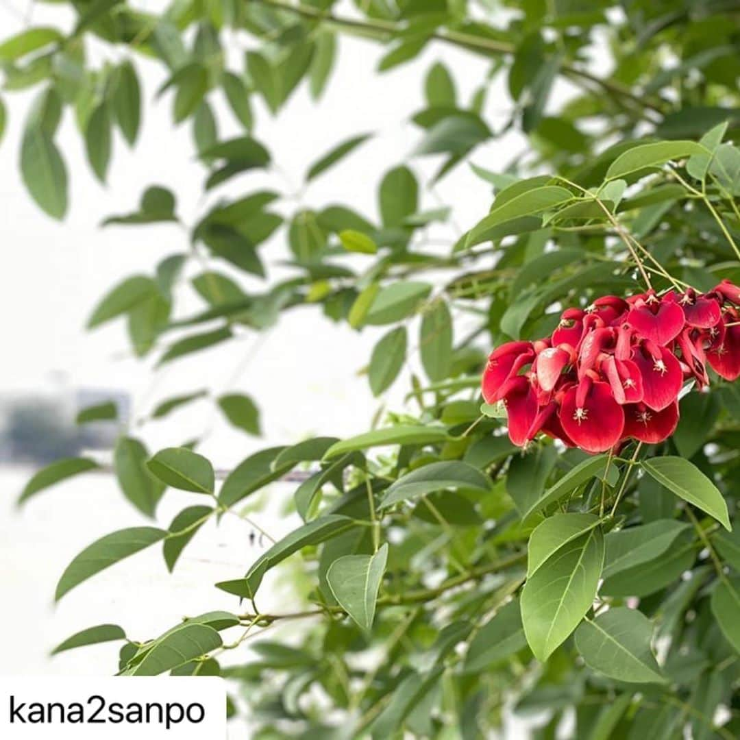 熱海市のインスタグラム：「長浜海浜公園にこんなステキな花があるのですね！ #ステキな写真ありがとうございます  #綺麗な花 #長浜散歩 #わたしの熱海 #わたしの熱海写真投稿  #たくさんの写真をありがとうございます😊 #長浜海浜公園 #長浜海浜公園の花  #Repost @kana2sanpo with @make_repost ・・・ 長浜海浜公園の花 #デイゴ に #ハマナス って 歌ってしまうやんかねー  #島唄 #知床旅情  #ハマナスの実 ってこんなんだったんだ！  #長浜海浜公園  #わたしの熱海写真投稿」