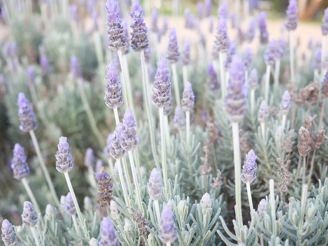 アン・カーティスのインスタグラム：「If rosemary is for the spirit, then lavender is for the soul. - Anonymous   Love that Mum has different kinds of lavender planted in her garden.. but I can’t wait for her newly planted Dahlia’s to bloom 🤍」