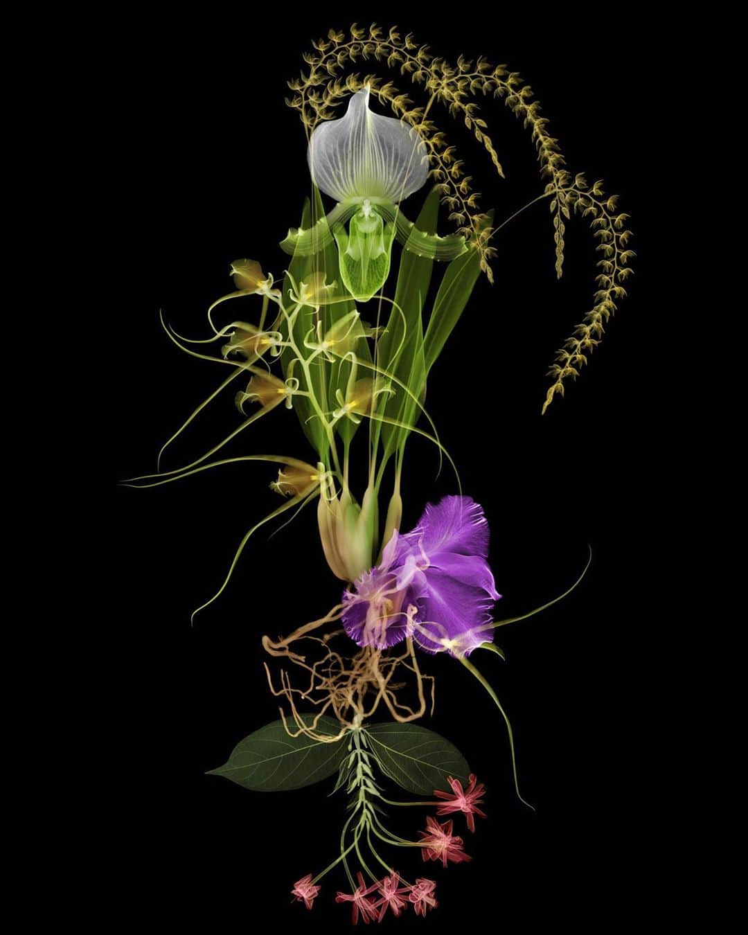 東信さんのインスタグラム写真 - (東信Instagram)「X-ray Flowers #amkk #amkkproject #makotoazuma #azumamakoto #東信花樹研究所 #東信 #jardinsdesfleurs #shiinokishunsuke #flowerart #flower #flowers」9月21日 9時40分 - azumamakoto