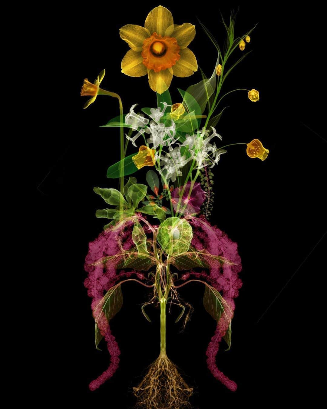 東信のインスタグラム：「X-ray Flowers #amkk #amkkproject #makotoazuma #azumamakoto #東信花樹研究所 #東信 #jardinsdesfleurs #shiinokishunsuke #flowerart #flower #flowers」