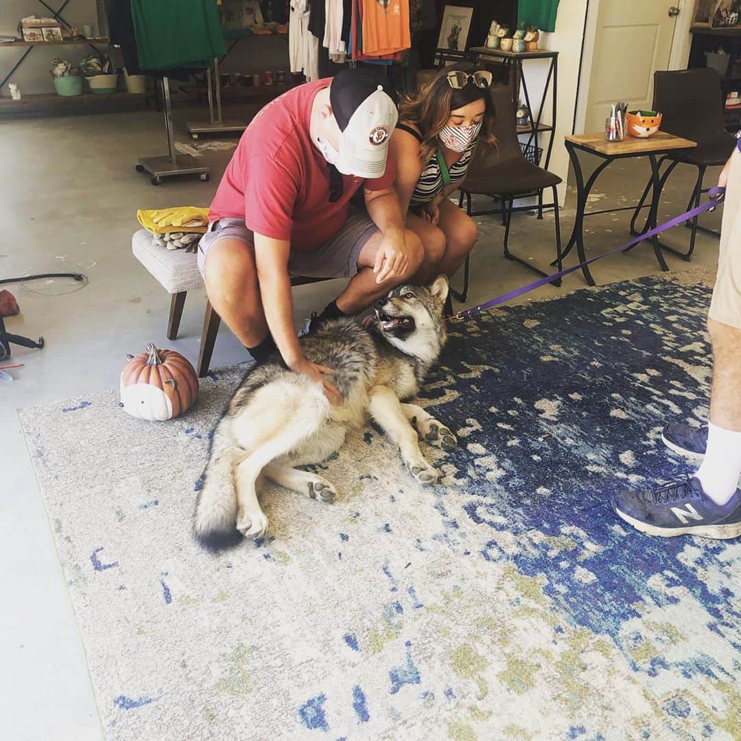 Rylaiさんのインスタグラム写真 - (RylaiInstagram)「Private Fox Encounter Sunday!!!  . . We had another amazing day of encounters at the center today! Mikhail decided to make Maksa’s tail his pillow.... and Lucan showed everyone how scary wolves are by letting them rub his belly!! . All the Ambassadors had a great time making new friends and showing them how amazing and important each canid is to our ecosystem!  . Construction is underway for the new enclosures for Panda & Her Pals.  We are still short about $4500 to bring them all to the center!  AND we also need to finish their indoor/outdoor enclosure plus finish the training room!!! We have two volunteer dates: Sept 27 and Oct 4 to help us with these urgent needs!!  . Fundraising:  we still have our Foxy Planter being hosted by @novacharle.  https://www.siberiancupcakes.com/merchandise/foxplanters . And our fundraiser:   https://donorbox.org/help-us-save-foxes-the-panda-her-pals-project . If you are a local company and want to help us with one of these projects, we could plumbers, electricians, siding, roofing, painters, flooring, timing, paver installation, fencing, and framing!!!  . . #tinyroom #trainingroom #foxencounters #privateencounters #animalencounters #nonprofit #sandiego #socal #conservation #fencing #interiordesign #hgtv #animals #sandiegolife #bekind」9月21日 9時41分 - jabcecc