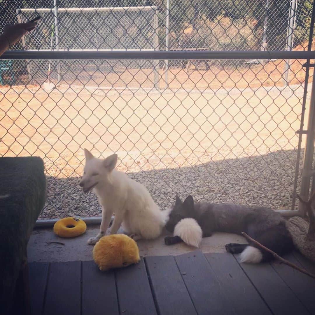 Rylaiさんのインスタグラム写真 - (RylaiInstagram)「Private Fox Encounter Sunday!!!  . . We had another amazing day of encounters at the center today! Mikhail decided to make Maksa’s tail his pillow.... and Lucan showed everyone how scary wolves are by letting them rub his belly!! . All the Ambassadors had a great time making new friends and showing them how amazing and important each canid is to our ecosystem!  . Construction is underway for the new enclosures for Panda & Her Pals.  We are still short about $4500 to bring them all to the center!  AND we also need to finish their indoor/outdoor enclosure plus finish the training room!!! We have two volunteer dates: Sept 27 and Oct 4 to help us with these urgent needs!!  . Fundraising:  we still have our Foxy Planter being hosted by @novacharle.  https://www.siberiancupcakes.com/merchandise/foxplanters . And our fundraiser:   https://donorbox.org/help-us-save-foxes-the-panda-her-pals-project . If you are a local company and want to help us with one of these projects, we could plumbers, electricians, siding, roofing, painters, flooring, timing, paver installation, fencing, and framing!!!  . . #tinyroom #trainingroom #foxencounters #privateencounters #animalencounters #nonprofit #sandiego #socal #conservation #fencing #interiordesign #hgtv #animals #sandiegolife #bekind」9月21日 9時41分 - jabcecc