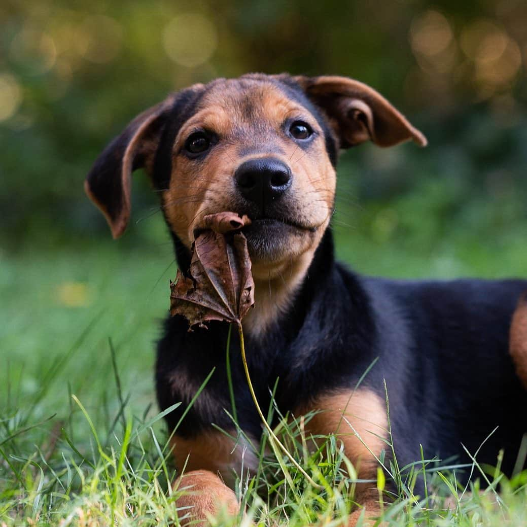 The Dogistさんのインスタグラム写真 - (The DogistInstagram)「Ginkgo, Sato mix (13 w/o), Woods Hole, MA • “He eats rocks and sand and poops sand castles. The vet says it’s normal for puppies to be into eating everything. He found a squirrel foot outside and refused to give it up. We took it from him but then he found another foot. Our other dog, Shasta, is his sensei.” @goodboyginkgo, a rescue from Puerto Rico, via @thesatoproject」9月21日 9時49分 - thedogist