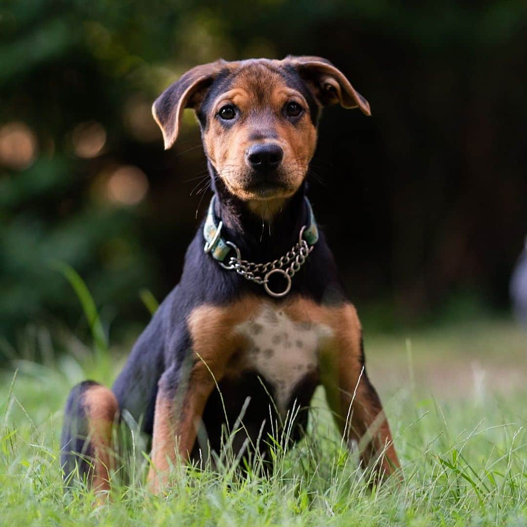 The Dogistさんのインスタグラム写真 - (The DogistInstagram)「Ginkgo, Sato mix (13 w/o), Woods Hole, MA • “He eats rocks and sand and poops sand castles. The vet says it’s normal for puppies to be into eating everything. He found a squirrel foot outside and refused to give it up. We took it from him but then he found another foot. Our other dog, Shasta, is his sensei.” @goodboyginkgo, a rescue from Puerto Rico, via @thesatoproject」9月21日 9時49分 - thedogist