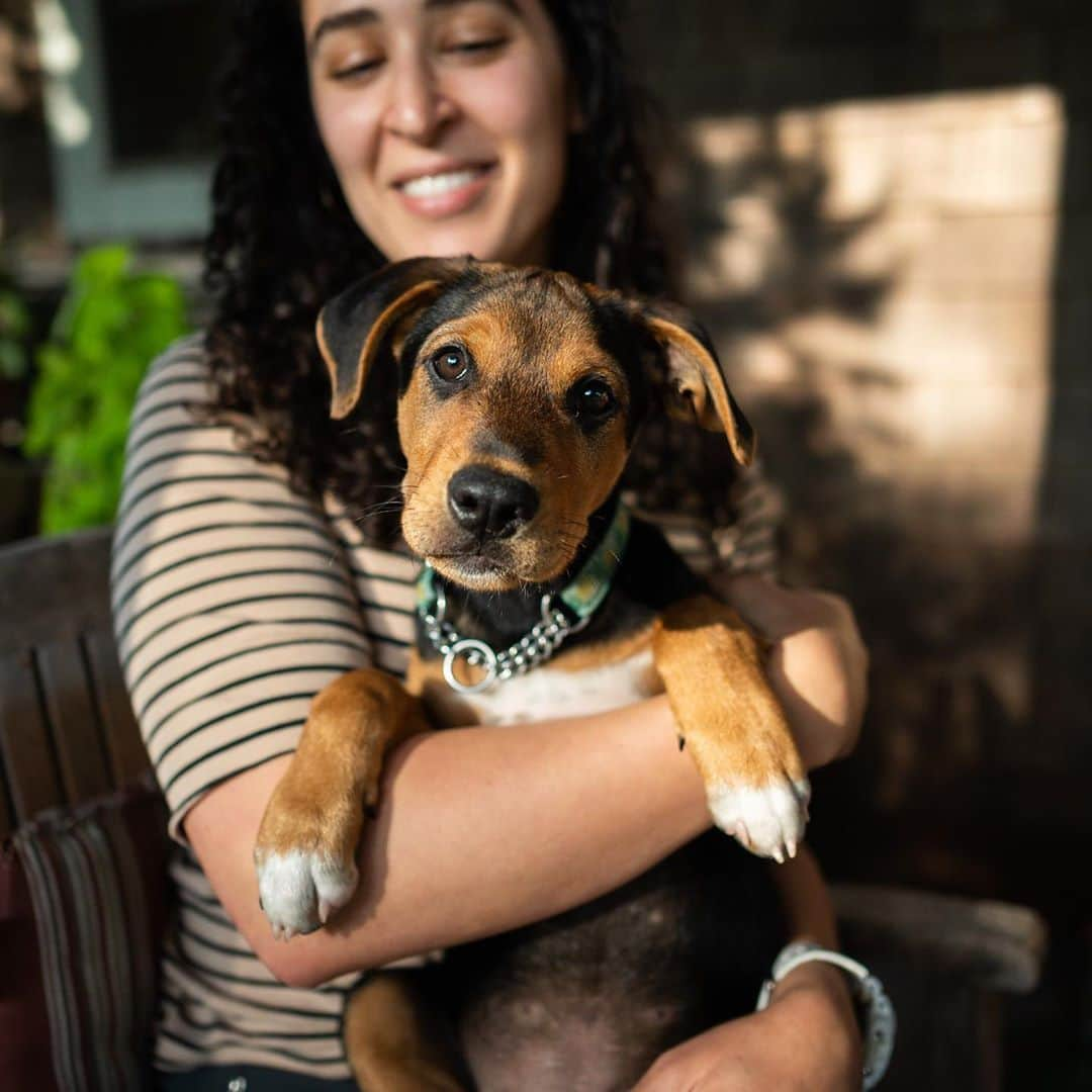 The Dogistさんのインスタグラム写真 - (The DogistInstagram)「Ginkgo, Sato mix (13 w/o), Woods Hole, MA • “He eats rocks and sand and poops sand castles. The vet says it’s normal for puppies to be into eating everything. He found a squirrel foot outside and refused to give it up. We took it from him but then he found another foot. Our other dog, Shasta, is his sensei.” @goodboyginkgo, a rescue from Puerto Rico, via @thesatoproject」9月21日 9時49分 - thedogist