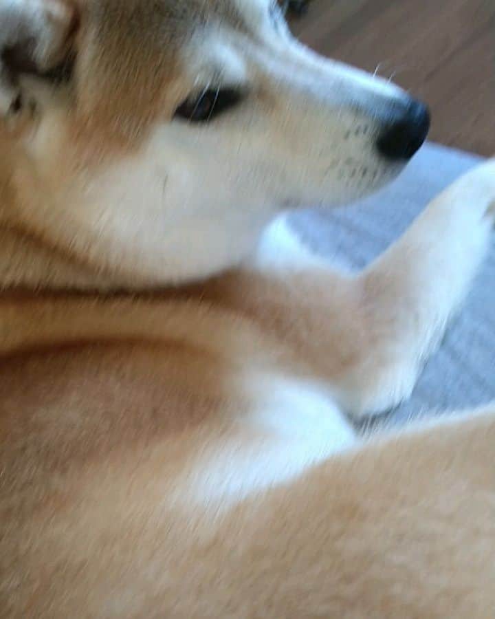 柴犬⭐️サスケのインスタグラム：「こんにちわん #コロコロ#嫌がる#茶助#毛が抜けて酷い#みんなも抜けるワンか？#柴犬#赤柴#わんだフォ #ふわもこ部 #pecoいぬ部 #shibasnap #shibagram #shibastagram #柴北会 #🐶📷」