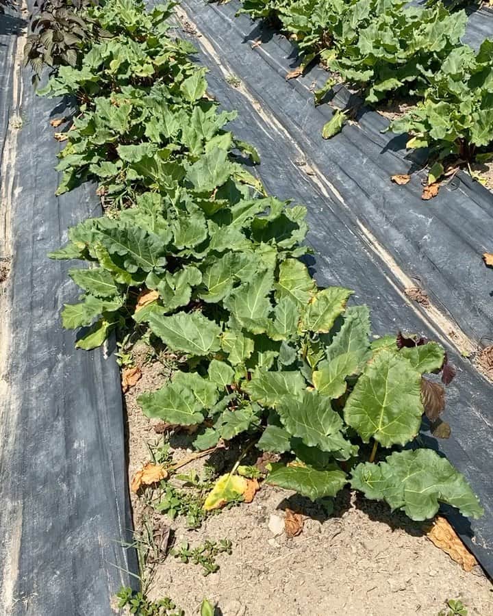 Sunshine Juiceのグルメインスタ