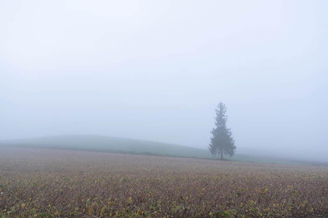 Hikaruのインスタグラム：「Today's morning.  . .  A lot of during fog and Christmas tree. . . .  #北海道 #instagram #東京カメラ部 #tokyocameraclub #natgeo #bealpha #sonyphotography #pashadelic #bestjapanpics #ig_japan #natgeoyourshot #yourshotphotographer #naturephotography #ig_worldclub #1x #landscapephotomag #landscapelovers #lovers_nippon #visitjapanjp #bbctravel #art_of_japan #splendid_earth #日本の絶景 #ig_great_pics #BBCtravel #ig_worldclub  .」
