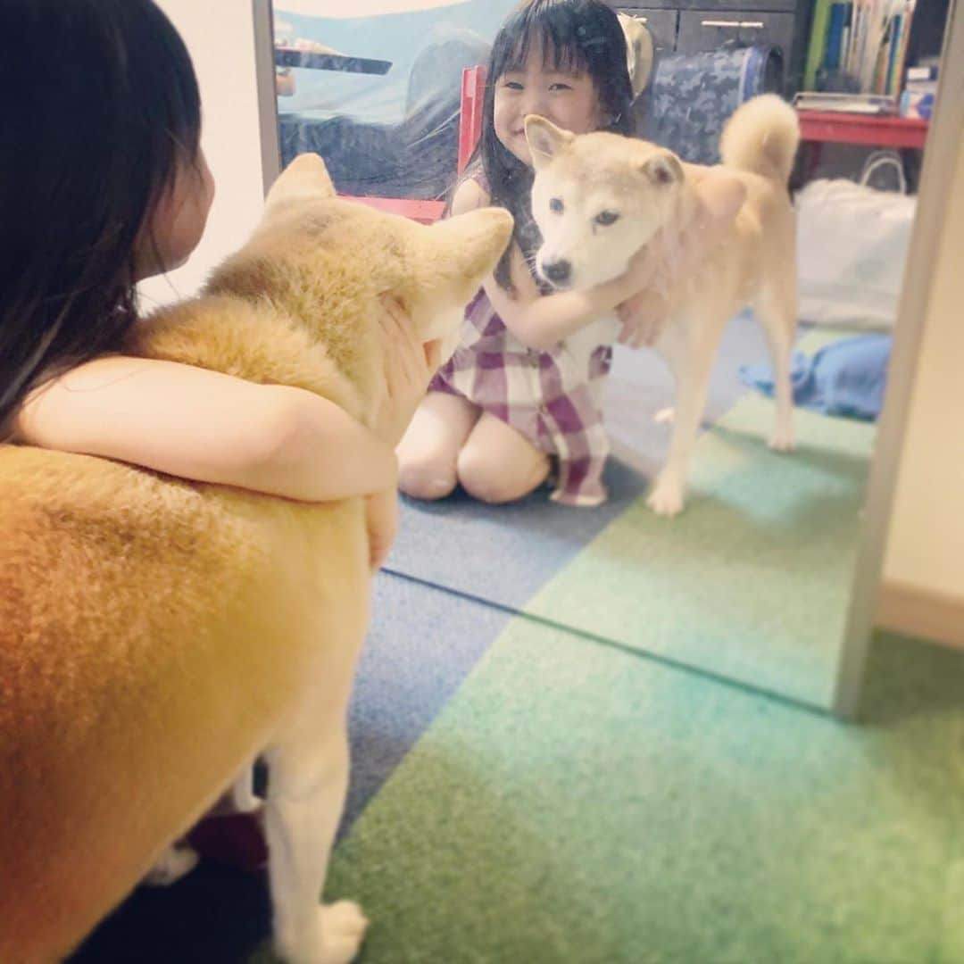 菊地由美のインスタグラム：「* 《兄、妹に捕獲される》🥰💦 . 👧🏻「はっちゃん だーいすき❤️」 と言いながらも 鏡で 自分チェックするいもーと . はっちゃん 最初は嬉しかったけど 意外と長いことになり 🐕「しまった…！」 の表情が 最後の写真になります 🤣 . 9/20から9/26まで動物愛護週間ですね💕 #ずっと大好き#ずっと仲良し #はちとめーちゃん#GoodboyHachi #元保護犬#rescueddog#denkuruhachi #めーちゃん4歳#yumiandmusume #foreverfamily#動物愛護週間」