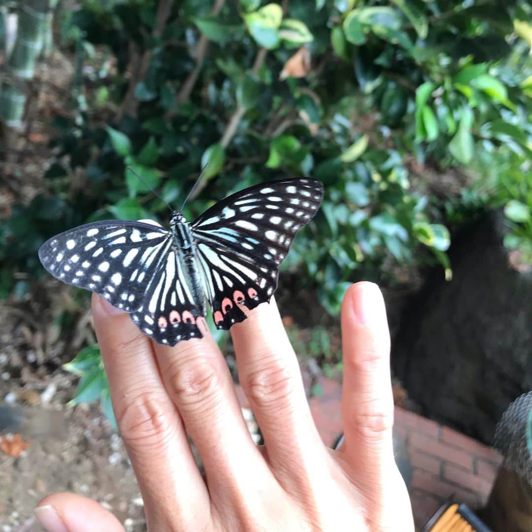 HARUKO（真木明子）さんのインスタグラム写真 - (HARUKO（真木明子）Instagram)「本物の蝶々の指輪🦋💍. . 私はナウシカが大好きで、 自分はナウシカ気分で生きている. . 話すと応えてくれる子がたまにいるんだよ. . ホントに .」9月21日 11時33分 - haruko227