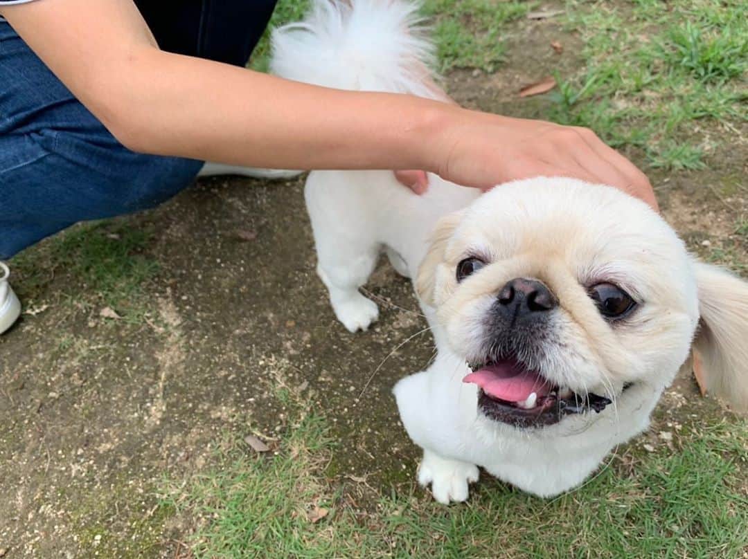 有田優理香のインスタグラム：「飼い主も初ドッグランだったのでドキドキ…。最初はお互いに戸惑っておりました笑  ぺいちゃん、ぼっちになったらすぐ甘えてくる〜🐶🐶🐶  #ペキニーズ　#pekingese #犬界の藤原竜也 #走ってる写真あまり撮れず　#ドッグランでばえるしゃしんとは」