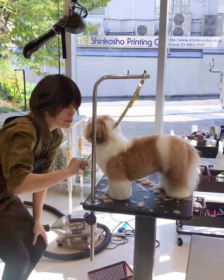 水嶋はちのインスタグラム：「Grooming 🐶✂︎💕💕 * ボク、実は、ちょきちょきの音がこわいんですが、グルーマーの小川さんが大好きなので3週おきに通っています🐶✂︎💕💕 * * #はち #HACHI #シーズー大好き部 #ふわもこ部 #いわゆる寸胴体型 #さわるとふわふわ #グルーミング時間は2時間」