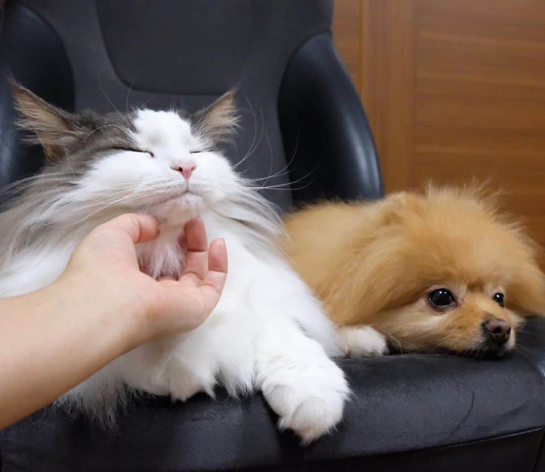 Hanaさんのインスタグラム写真 - (HanaInstagram)「私のテクニック✋で イチコロきょうだい😻🐶  猫と犬なら 簡単に落とせるのに…  頑張れ私😑  ブログ更新しました♪ http://kedamakyoudai.blog.jp/ #NorwegianForestCat#Pomeranian#japan#catlover#doglover#dogs#cat#Kawaii#fluffy#pom#fluffydog#catsofinstagram#dogsofinstagram#fluffycat#ノルウェージャンフォレストキャット#ポメラニアン#pecoいぬ部#ペコねこ部#犬と猫のいる暮らし#かわいい#cute#cutecat#cutedog#funny#funnydog#funnycat#いぬのきもち#ねこのきもち#ライブドアインスタブロガー」9月21日 12時17分 - mofu2family