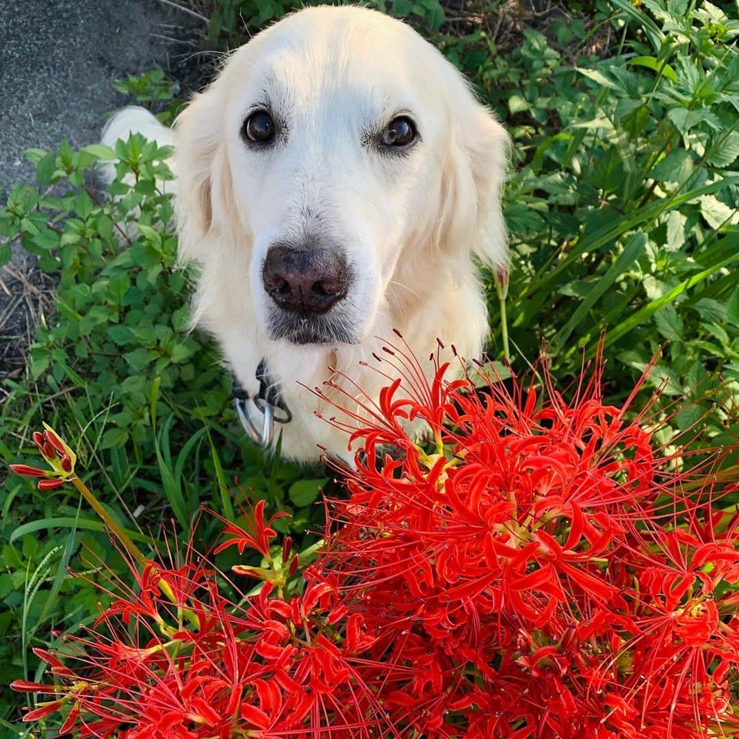 P太郎ママさんのインスタグラム写真 - (P太郎ママInstagram)「#曼珠沙華 〜♪ 百恵ちゃん歌いながら、 お彼岸、お彼岸。 萩の花も咲いとるね。 犬にひっつく、ジャマくさいヌスビトハギも咲きまくり！ 季節は、キチンキチンと流れるね。 #花と犬」9月21日 12時36分 - ptarodada