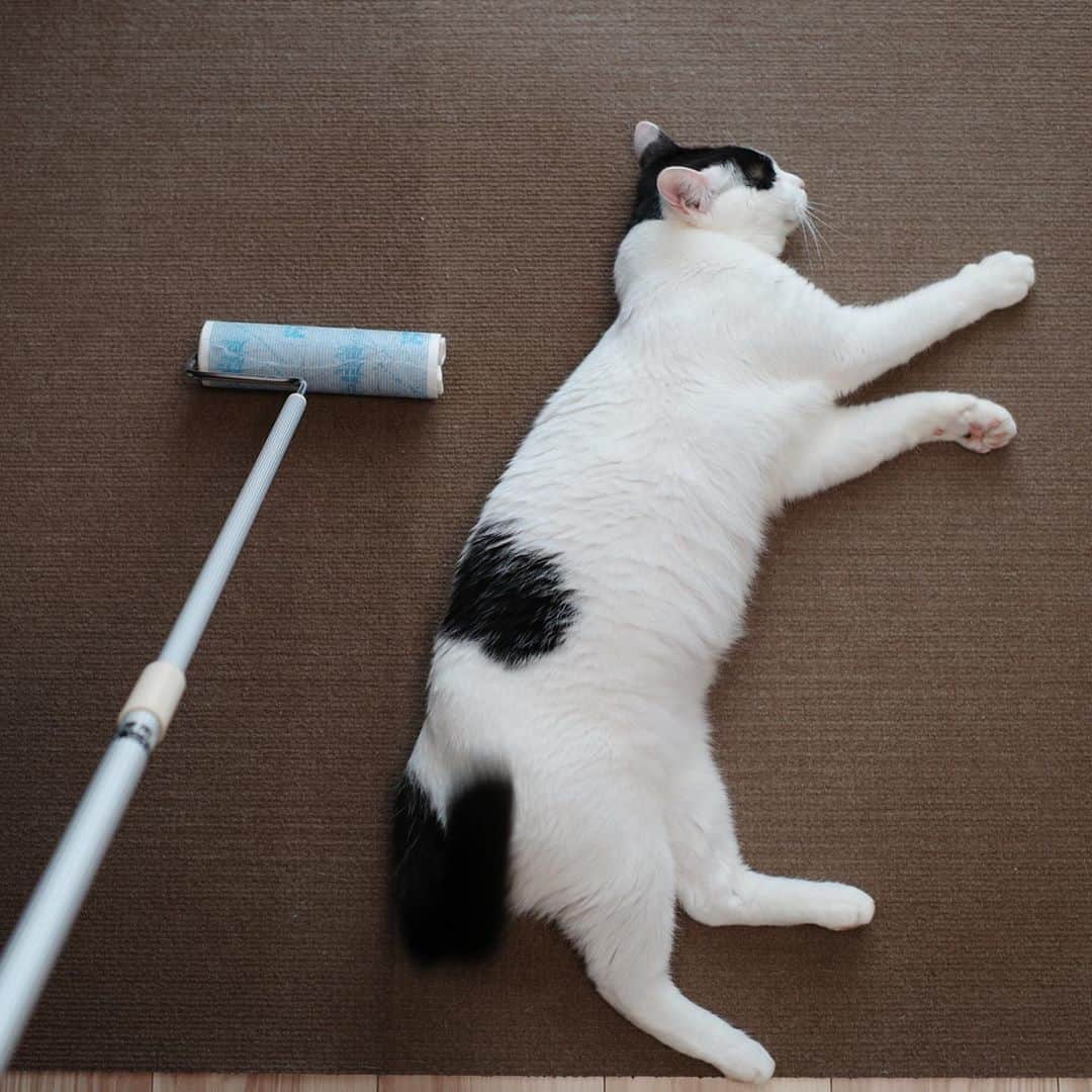 KAZUYAさんのインスタグラム写真 - (KAZUYAInstagram)「今日のにゃんこ25。 仕事用の椅子を退けて猫毛の掃除でもするかとコロコロを持ってきたら…仕事を増やしにきたなw #猫 #猫のいる暮らし #cat」9月21日 12時48分 - kazuya.hkd