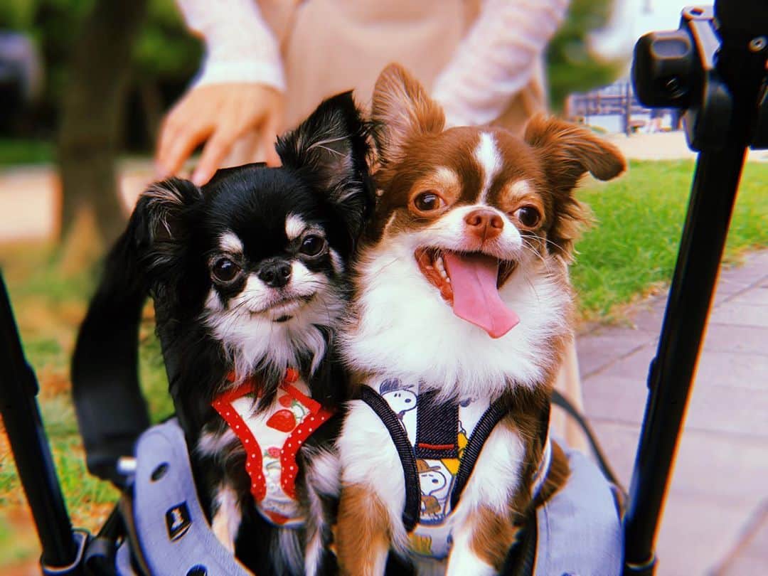 美咲かんなのインスタグラム：「． 可愛すぎて絶句 ． #チワワ #愛犬 #わんこのいる生活  #いぬすたぐらむ  #いぬのいる暮らし」