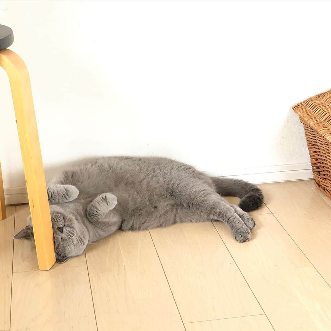 Nico & Tabu with MAYUMI KATOさんのインスタグラム写真 - (Nico & Tabu with MAYUMI KATOInstagram)「ふと横を見たらもふもふが転がっている幸せ✨✨✨きゅん🧡 . #にこのお気に入りスポット #タブもぽぽも元気です .  #britishshorthair #bsh #kitten #igcats #cat #bluecat #eclatcat #catstagram #catsofworld #catsofinstagram #cats_of_instagram #cutepet #world_kawaii_cat #instagramcat #cute #catlover #ブリティッシュショートヘア #ブリショー #ねこ部 #ペコねこ部 #にゃんすたぐらむ #猫山商事 #ブリ商会 #多頭飼い #고양이 #кошка #قط #katze」9月21日 13時57分 - mayuekkip