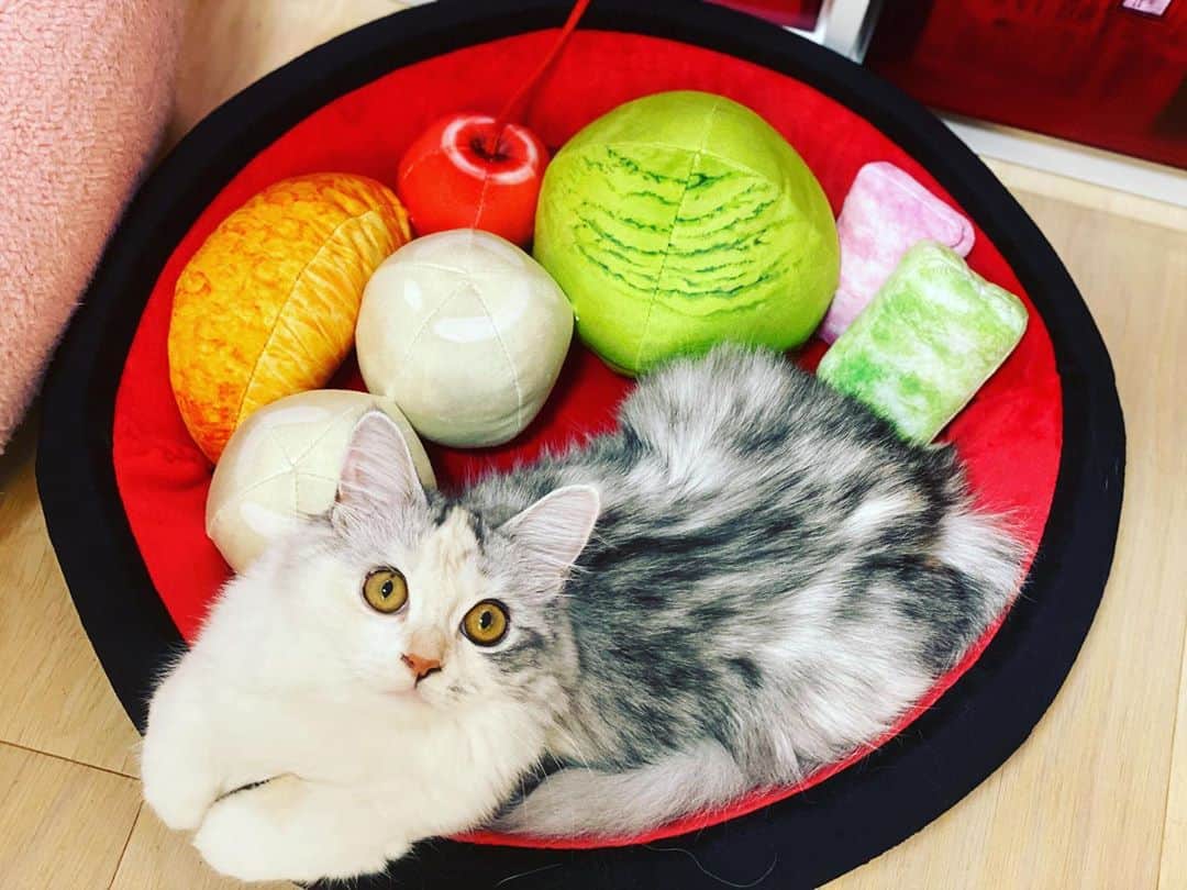 桜咲千依のインスタグラム：「アキラちゃんがあんみつクッションくれた( *´꒳`* )✨✨✨ 猫用の可愛いのたくさんあるんだなぁ❤ うにあさりもここで寝てたら撮影タイムがはじまる...  #猫 #マンチカン #ほたて」