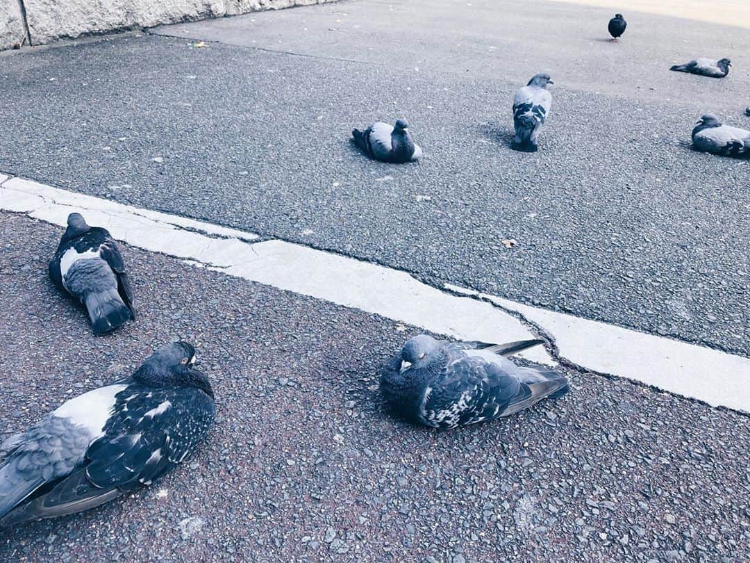 藤野可織のインスタグラム：「鳩がたくさん落ちていました🐦」